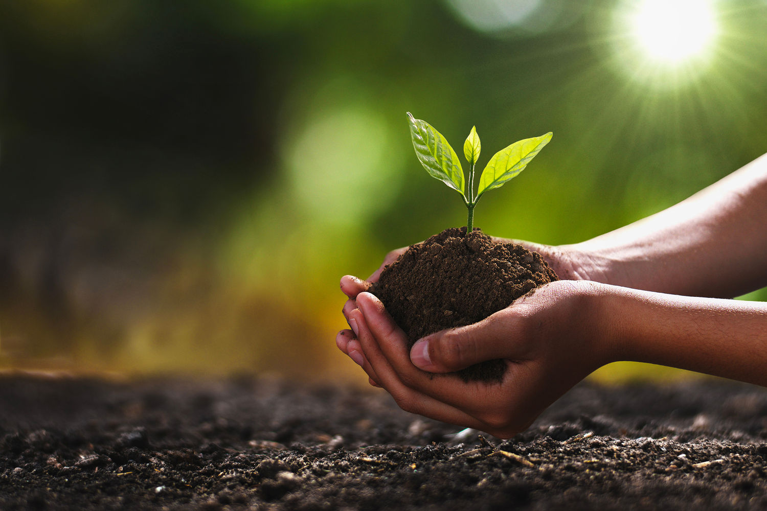 <strong>Los trusts para protección del medio ambiente </strong>